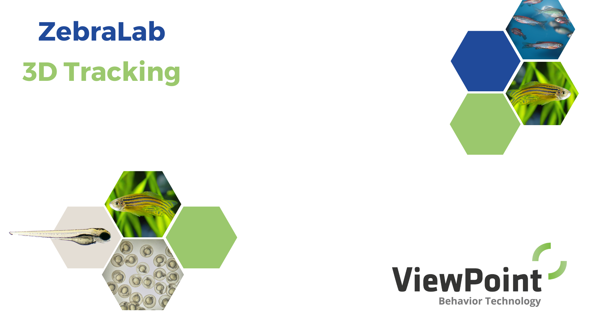 3D Tracking of zebrafish without markers - ZebraLab option