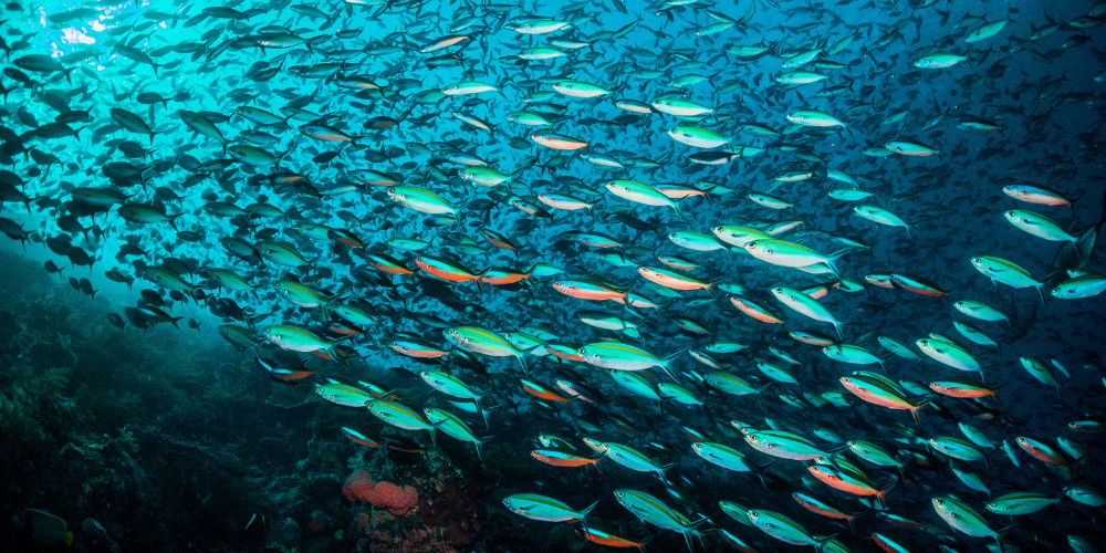 How will climate change affect fish in the future?