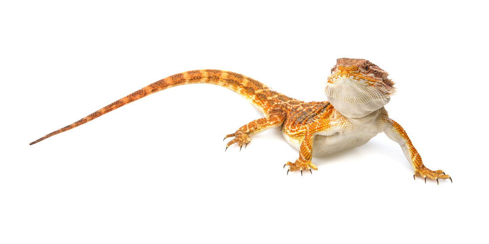 Sleep deprivation: Is sleep in reptiles similar to ours?