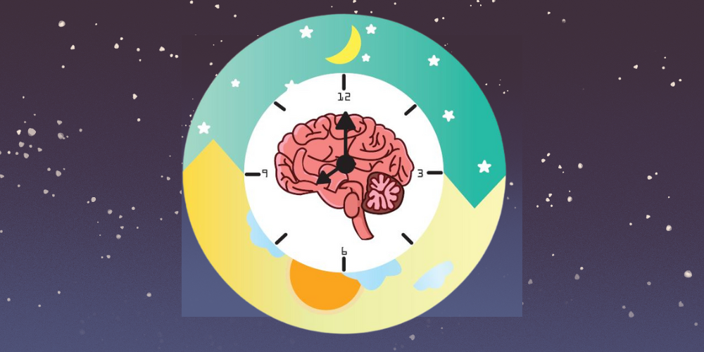 Circadian rhythm regulation in zebrafish