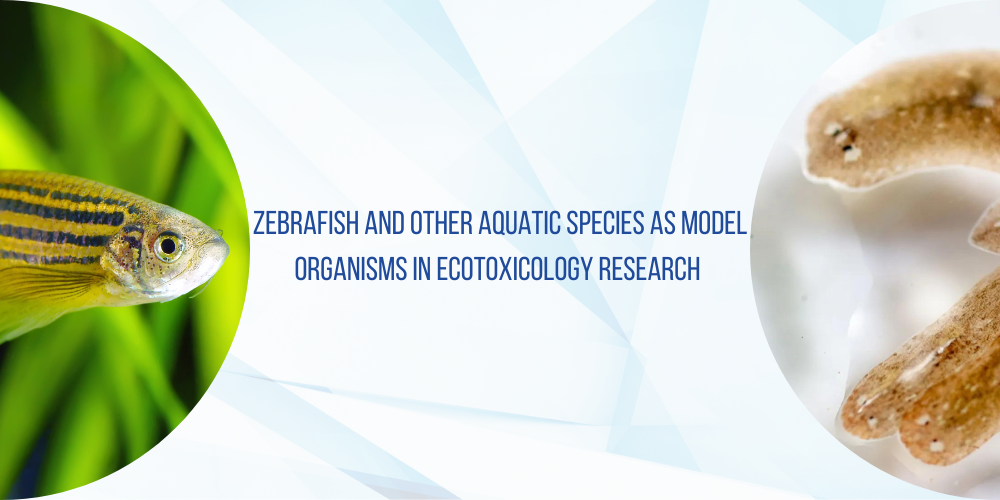 Ecotoxicology and the role of zebrafish (Danio rerio) in the research