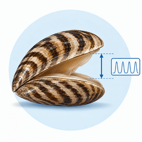 Valvometry Software for Bivalves