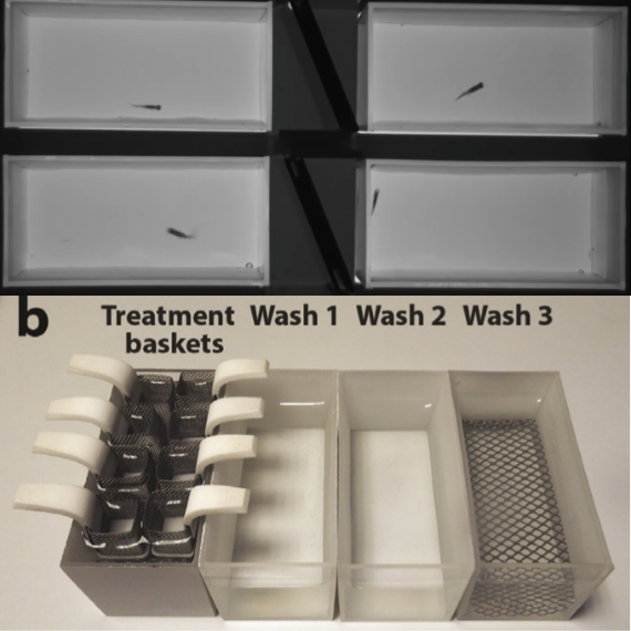 Assess the level of aggression of juvenile zebrafish