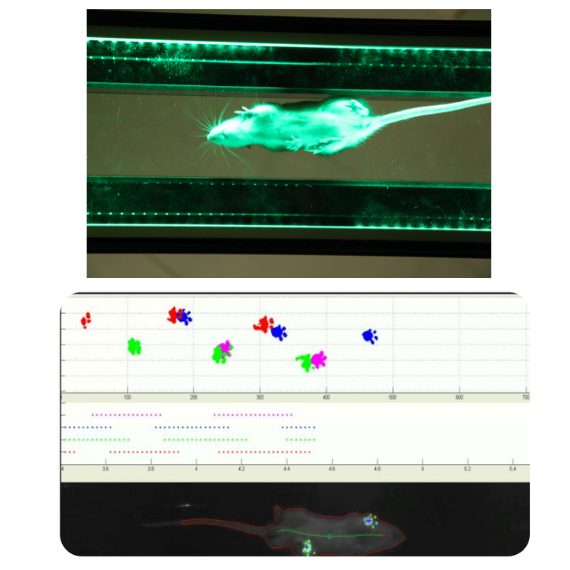 GaitLab : analyse de déficiences locomotrices chez le rongeur,  basée sur la méthode Catwalk.