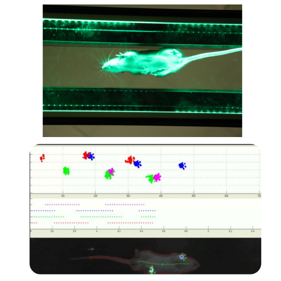 GaitLab : análisis de las deficiencias locomotoras de los roedores, basado en el método Catwalk