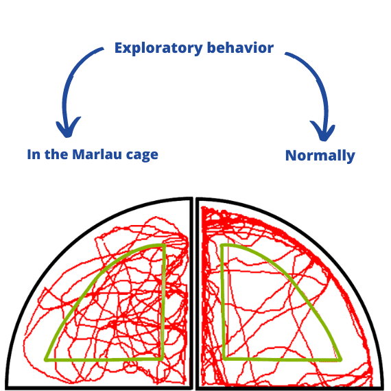 Rodent exploratory behavior