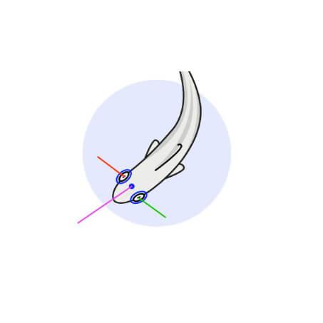 From zebrafish Optokinetic response to zebrafish Optomotor Response