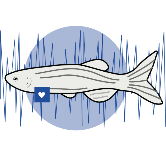 Zebrafish automatic measurement of cardiovascular features