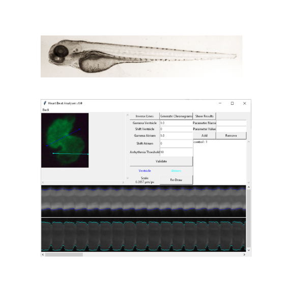 Measure zebrafish cardiac performance