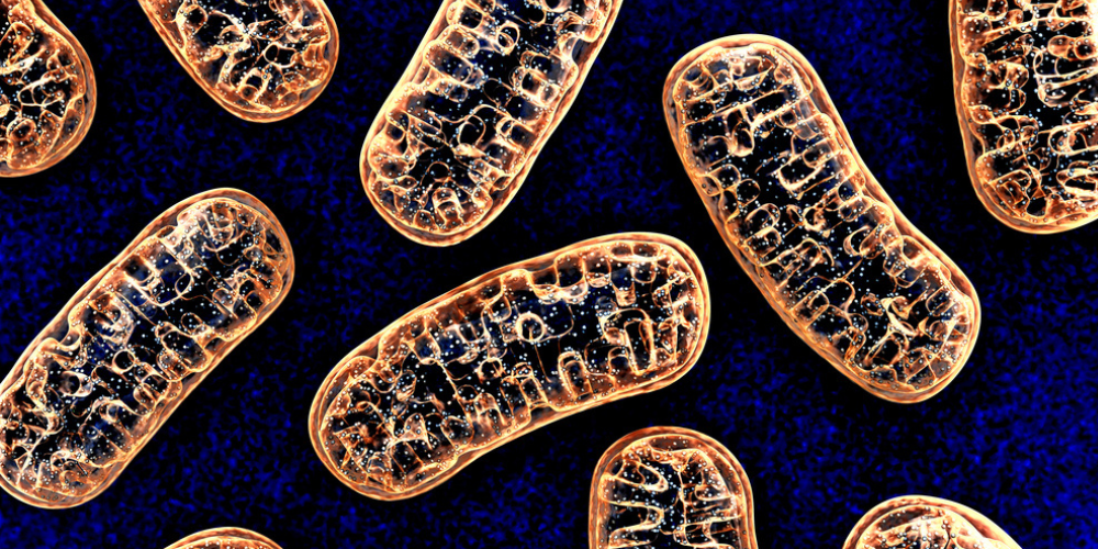 Defects in mitochondrial proteins can cause neuropathies