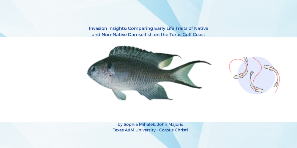 Invasion Insights: Comparing Early Life Traits of Native and Non-Native Damselfish on the Texas Gulf Coast
