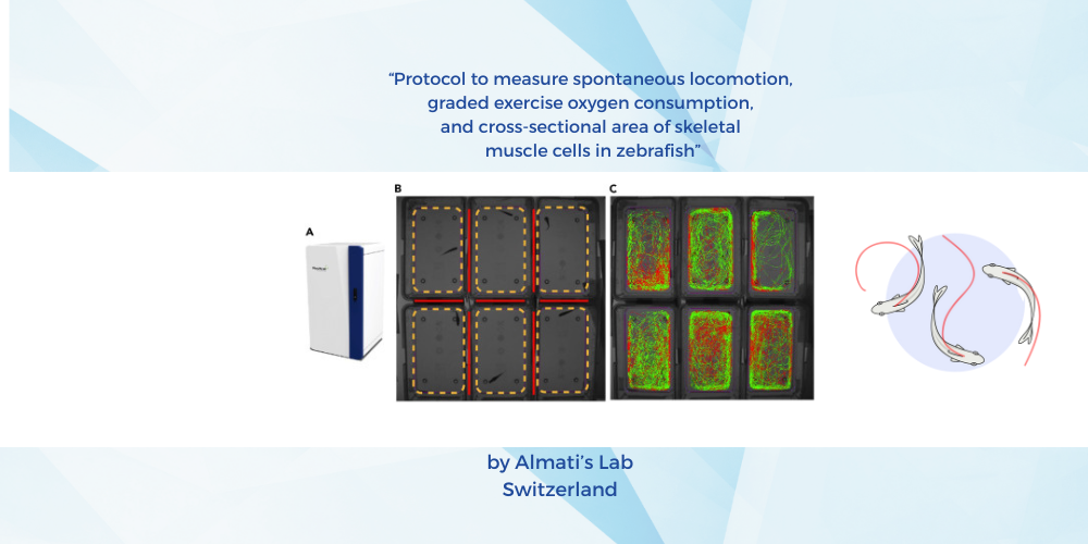 Advancing Zebrafish Research: A Protocol for Measuring Locomotion, Oxygen Consumption, and Muscle Cell Morphology