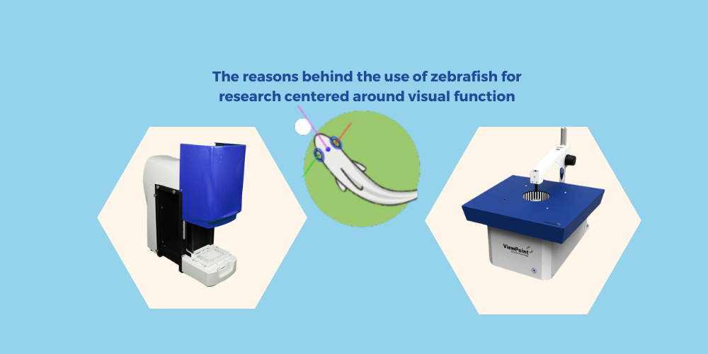 The reasons behind the use of a zebrafish model for research centered around visual function
